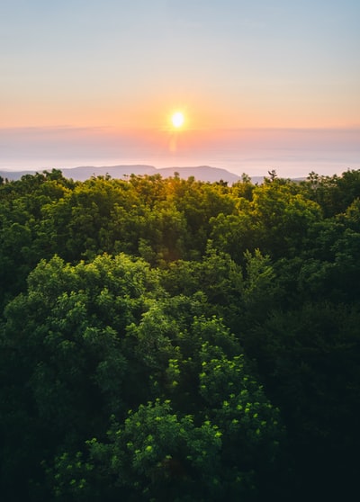 At sunset the trees across the horizon
